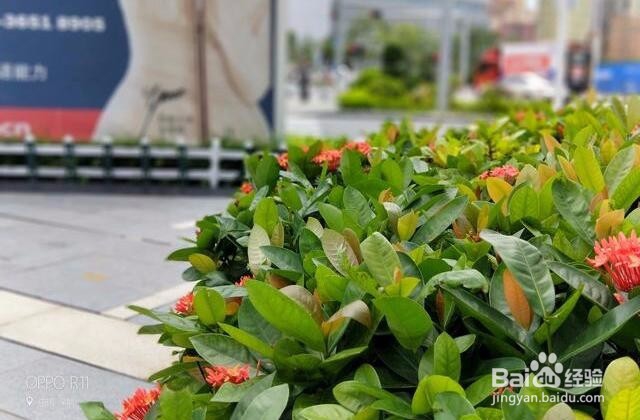 拍照对比：荣耀9与OPPO R11谁更强