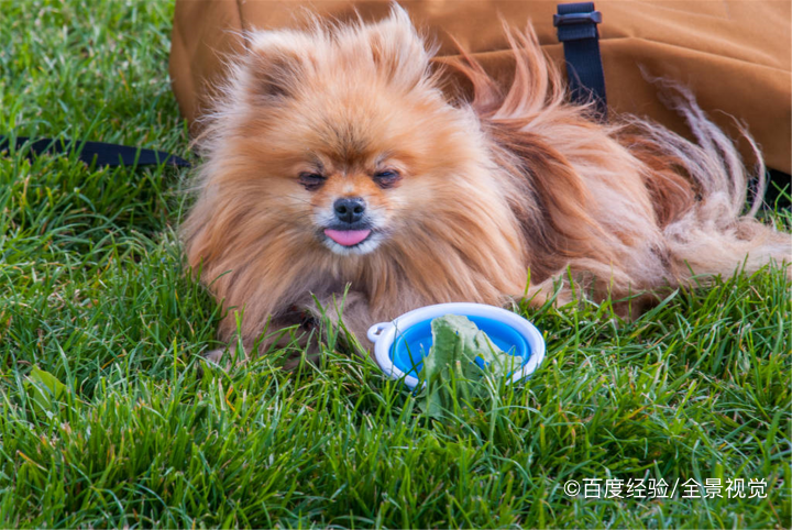 狗狗营养不良吃什么比较好