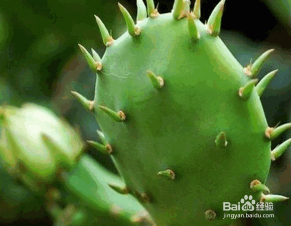 仙人掌的施肥要点