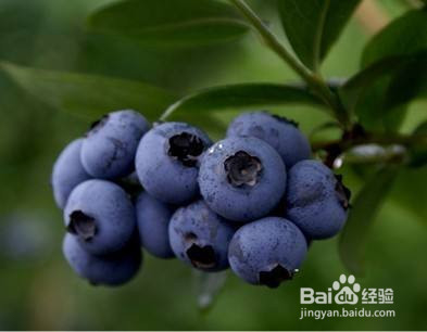 自由基对人体有什么危害，消除自由基的食物