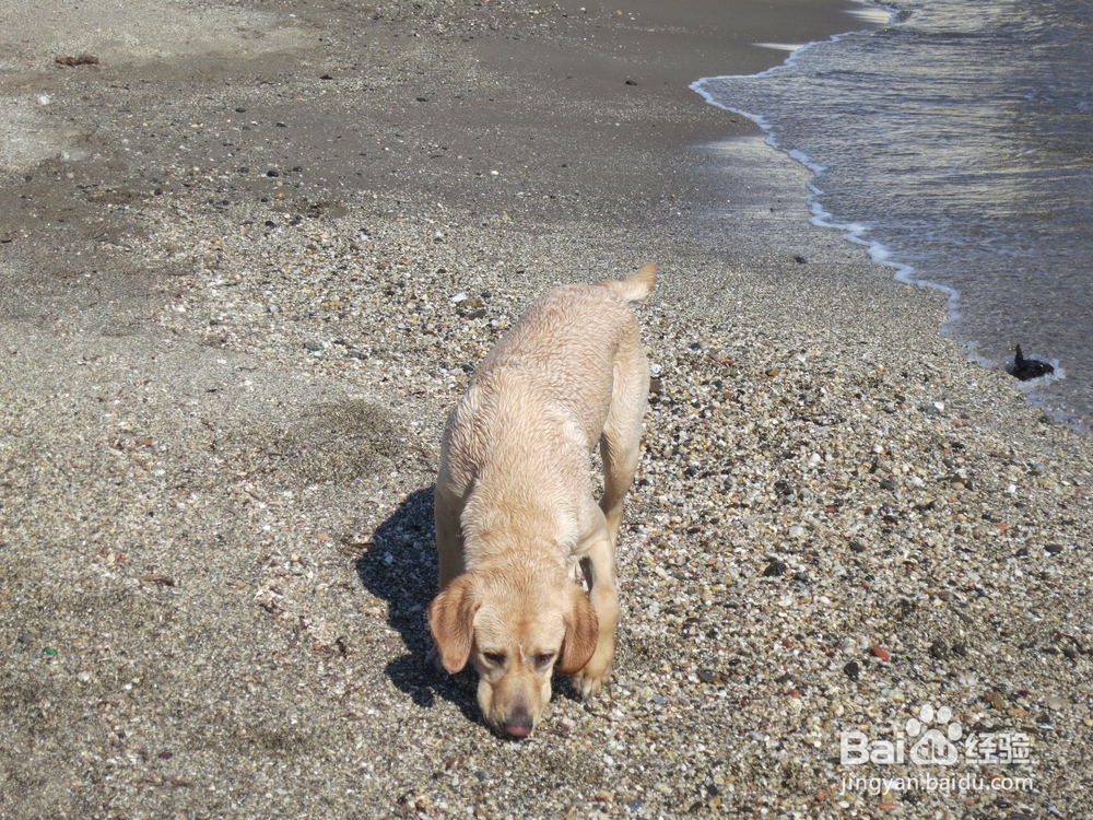 幼犬刚领回家要注意几点