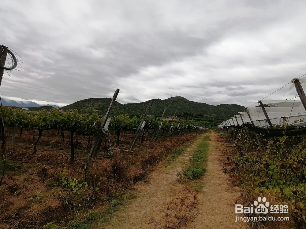 玻利维亚塔里哈市旅游攻略:红酒文化之旅