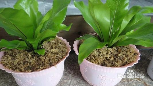 水苔养蝴蝶兰的方法