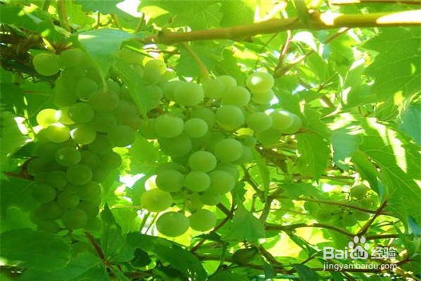 葡萄种植的方法？