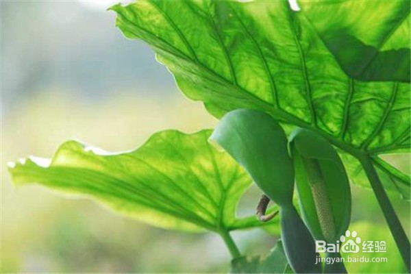 滴水观音应该怎么养