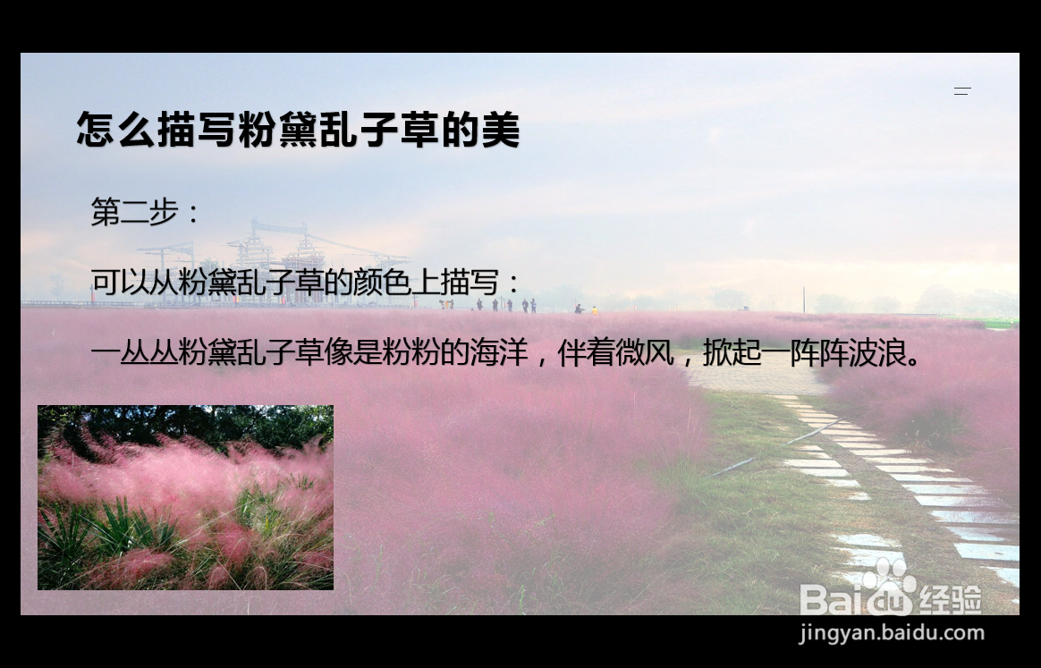 怎么描写粉黛乱子草的美