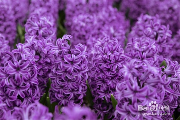 风信子应该怎么养殖？