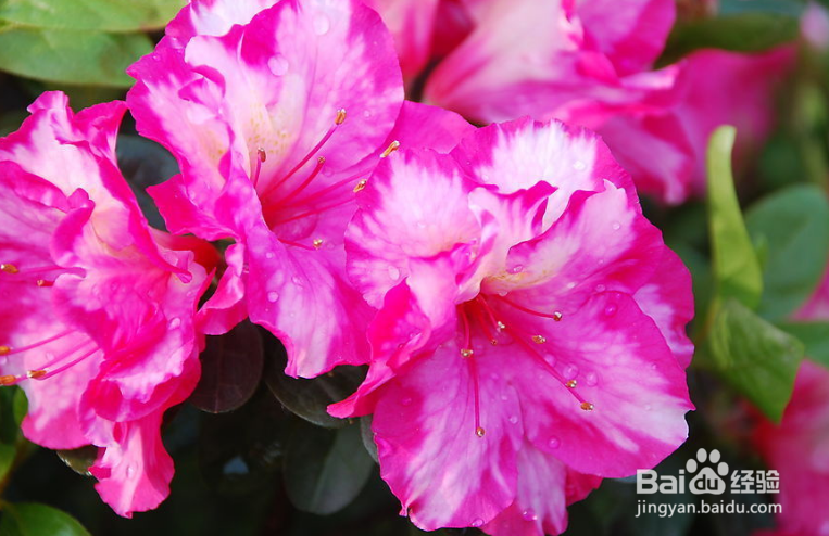 杜鹃花养殖方法