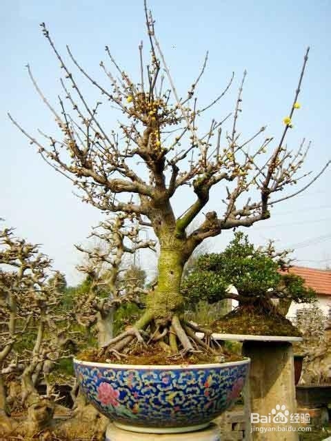 怎样收集腊梅品种