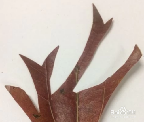 手工制作秋天的果实作品