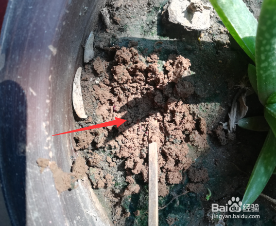 教你在家如何种植火龙果