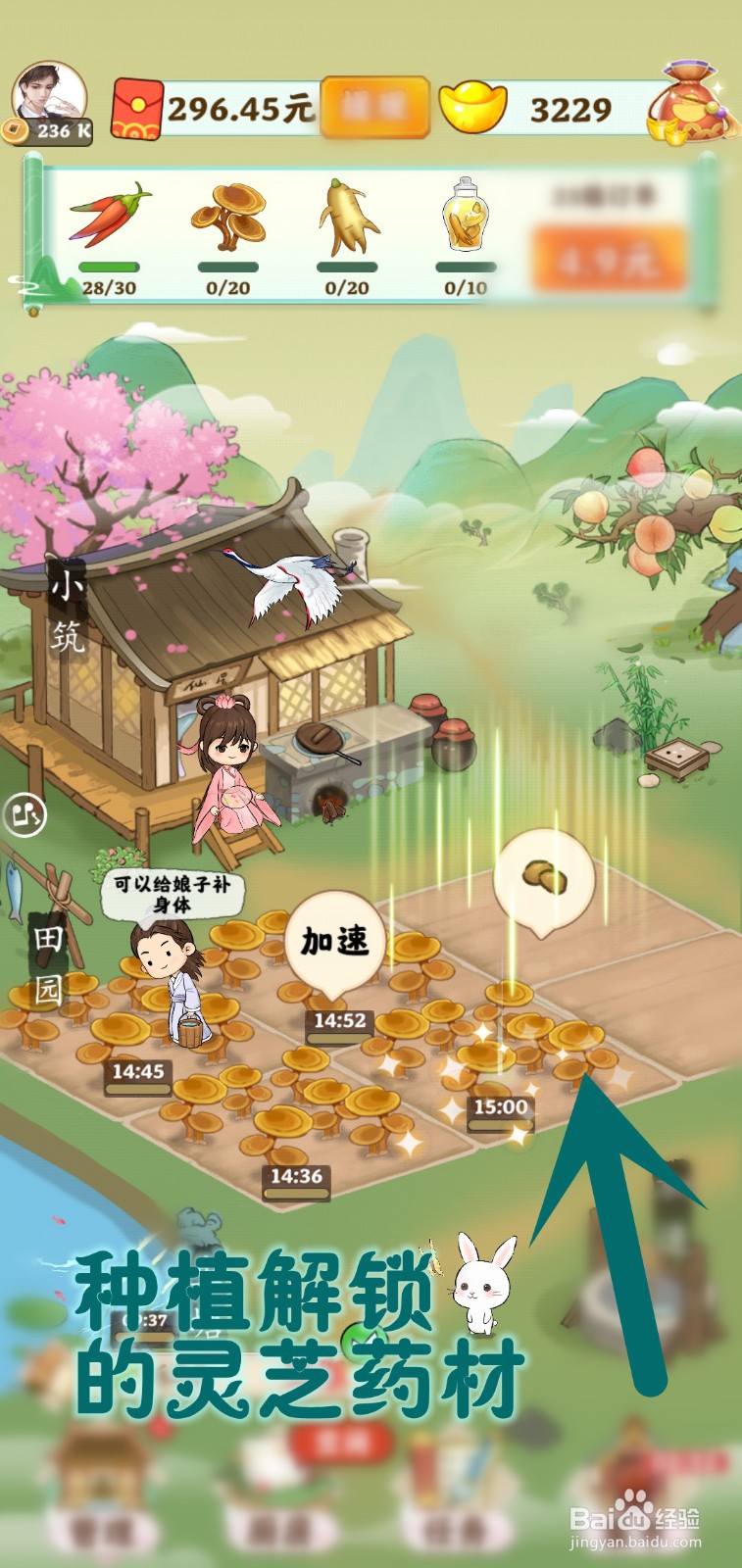 如何在仙山小筑游戏里种植灵芝药材