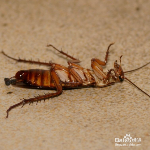 房间里有蟑螂怎么办?