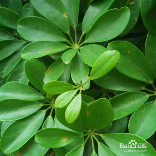 摇钱树叶子发黄该怎么解决?