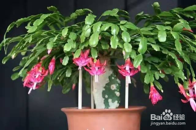 养蟹爪兰时，注意这几点，保准让春节再开一次花