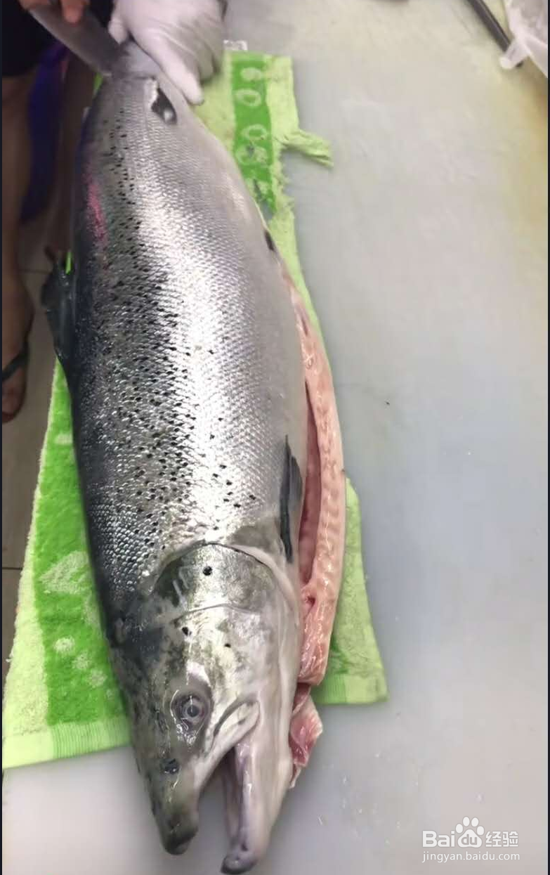 三文鱼各部位切片图解