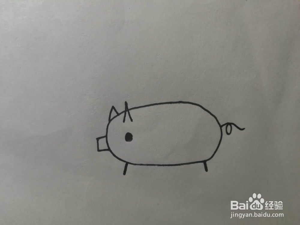 简笔画小胖猪