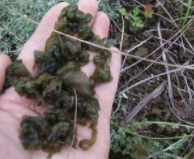 如何快速清洗地皮菜