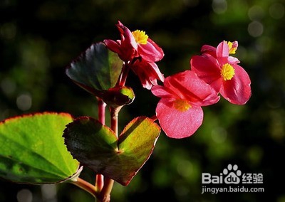 2016年有毒花卉的集合？