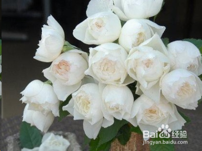 蓝妖：不可错过的经典灌木月季品种介绍