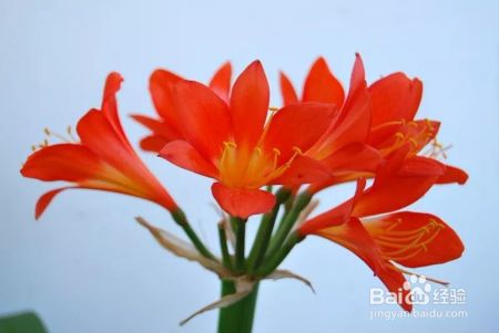 君子兰不是兰花！它实际产自非洲？