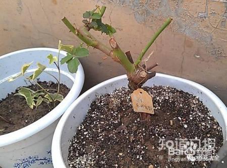 新买来的花怎么养?现在知道还不晚!