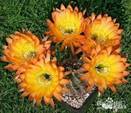 这些花夏天长最快, 错过这段时间, 后悔都来不及!