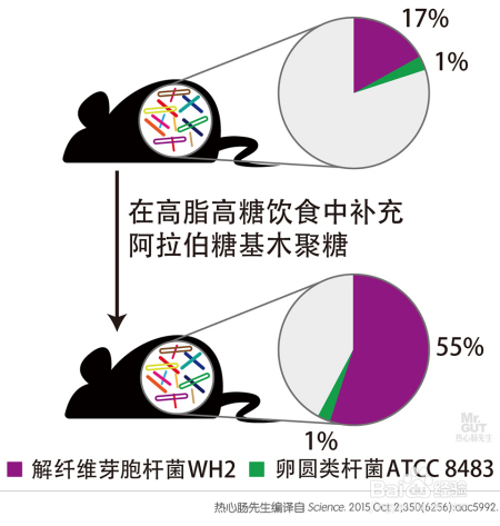 减肥难别急，精准调控细菌的方法已横空出世！