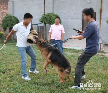 你家的狗狗是不是一兴奋就老扑人？别担心，我有妙招！