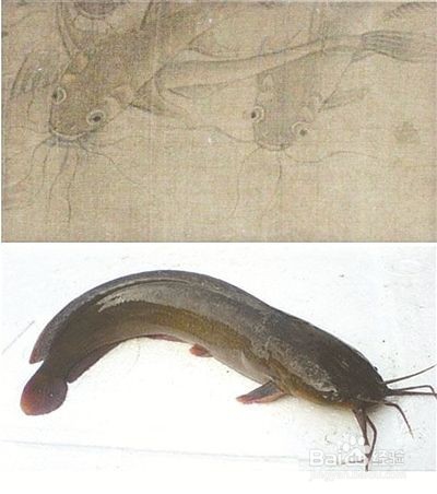 塘鲺鱼的做法