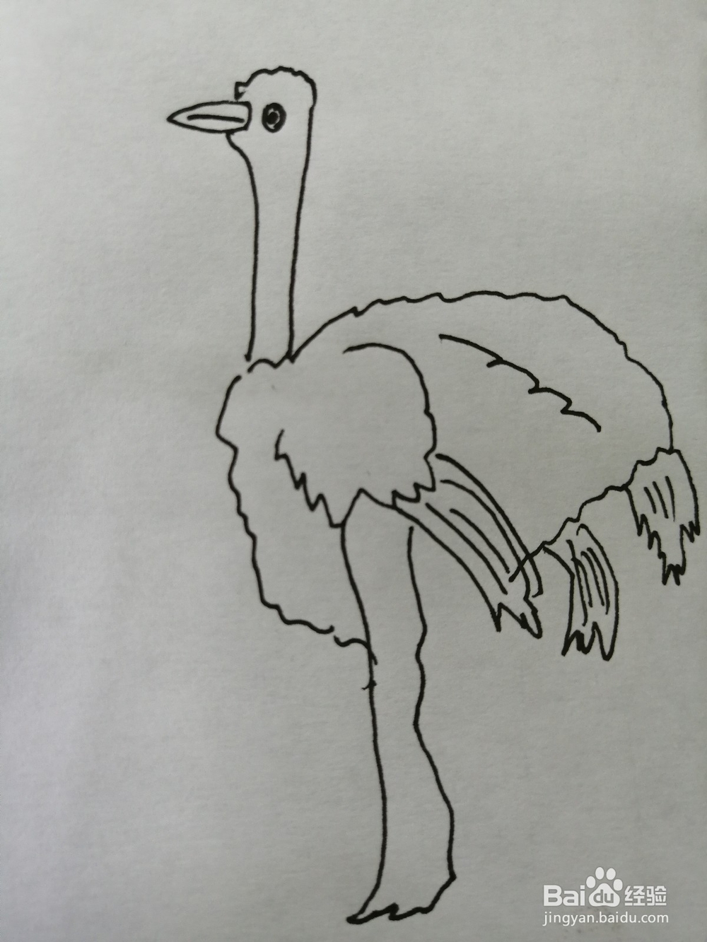 简笔画简单的鸵鸟怎么画
