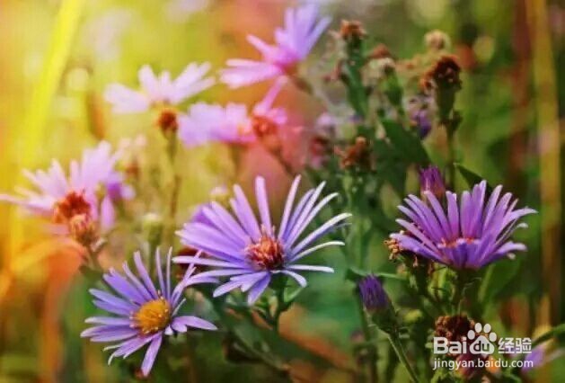 怎样才能不会晕车 晕车能治好吗