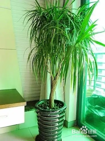 龙铁怎么养才能更旺盛