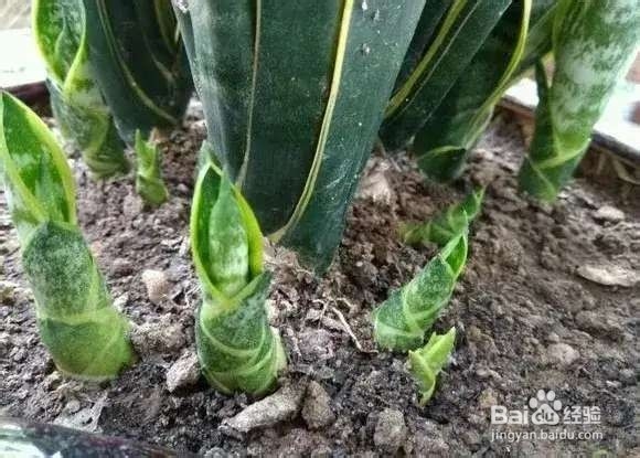 选盆很关键,4种花用小盆“挤着养”,才长得旺
