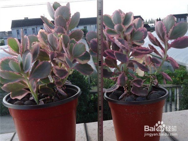 如何养好多肉植物玉吊钟