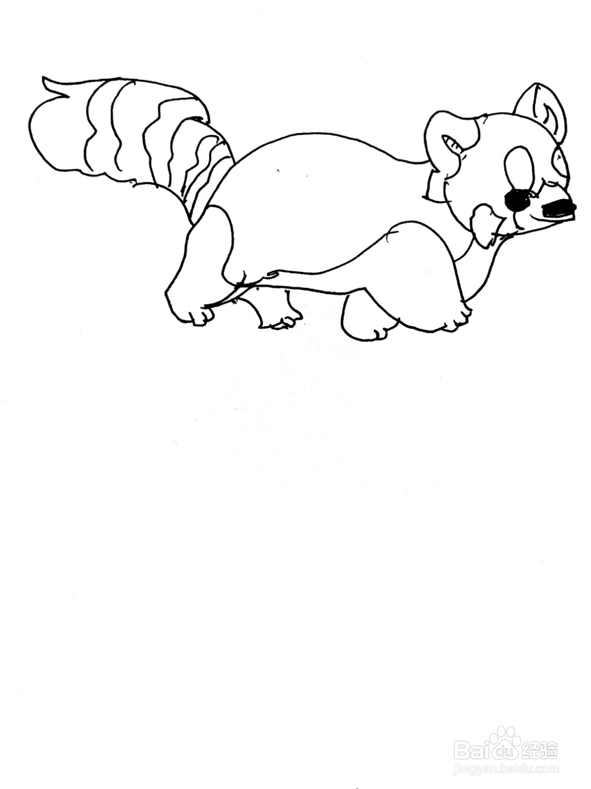 正在散步的小浣熊线描画怎么画