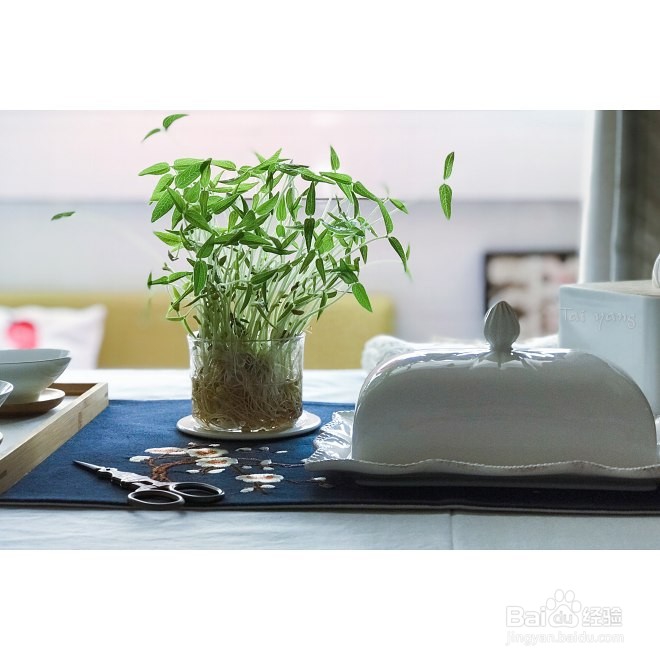 手把手教你制作绿豆盆栽