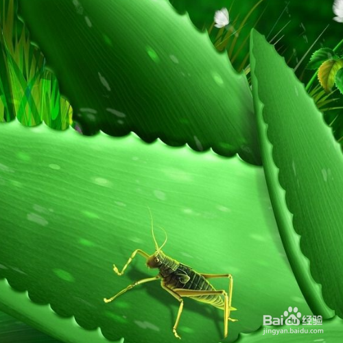 芦荟长黑斑应该怎么办呢？