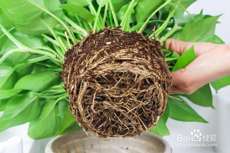 盆栽绿萝怎么养才能更旺盛