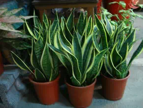 生活 对家中有益的植物