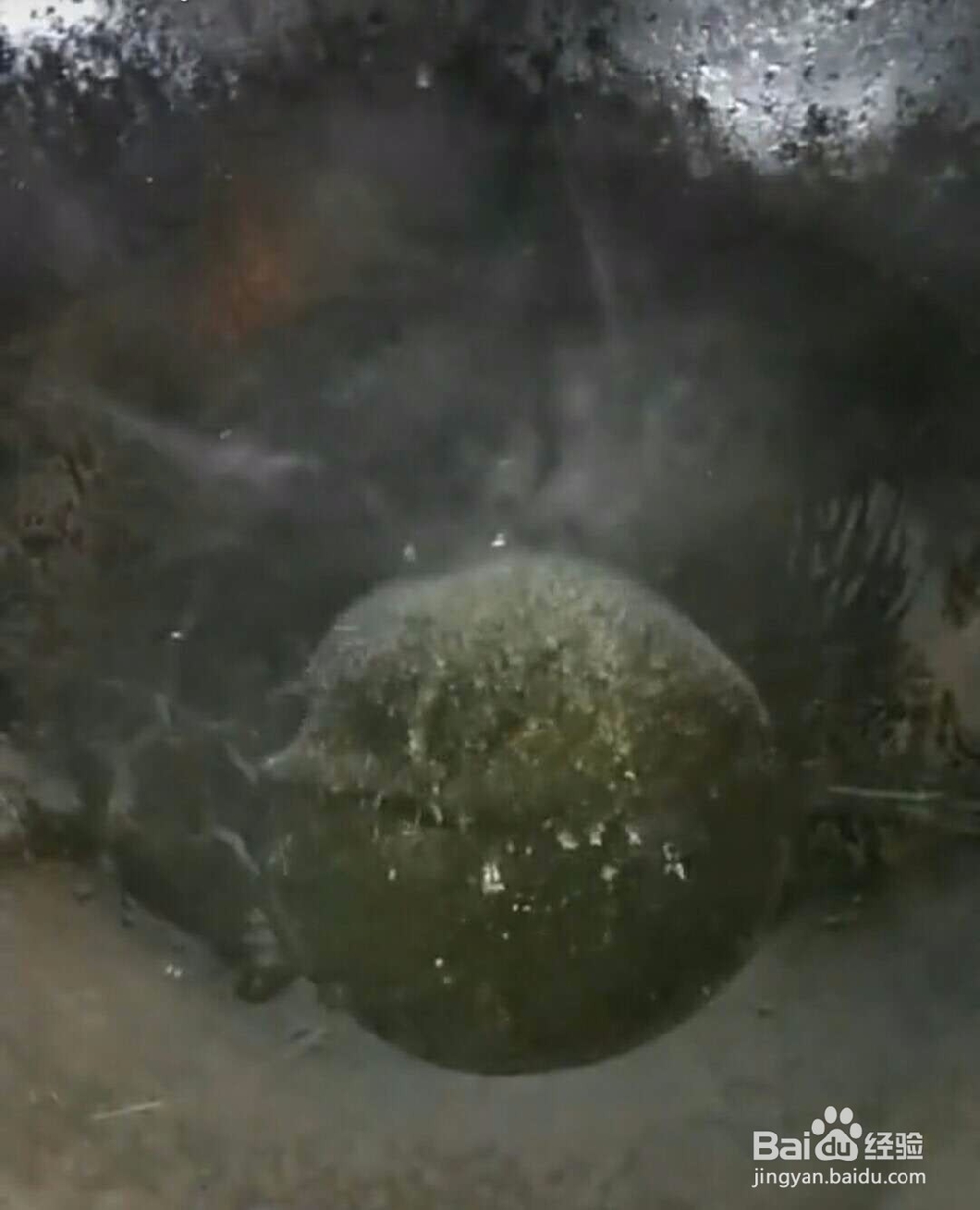 凉拌双耳简单做法