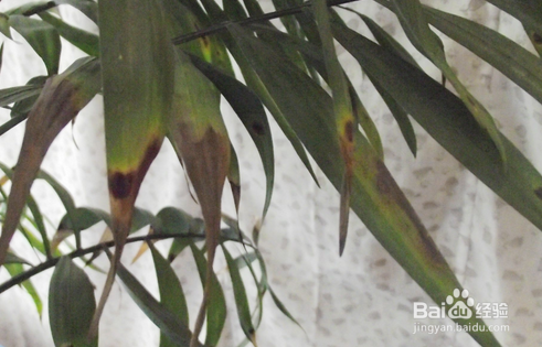 袖珍椰子叶子发黄怎么办