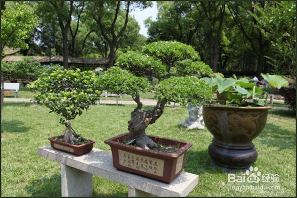米兰花怎么剪枝