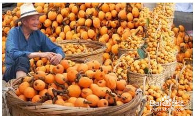 关于枇杷的挑选