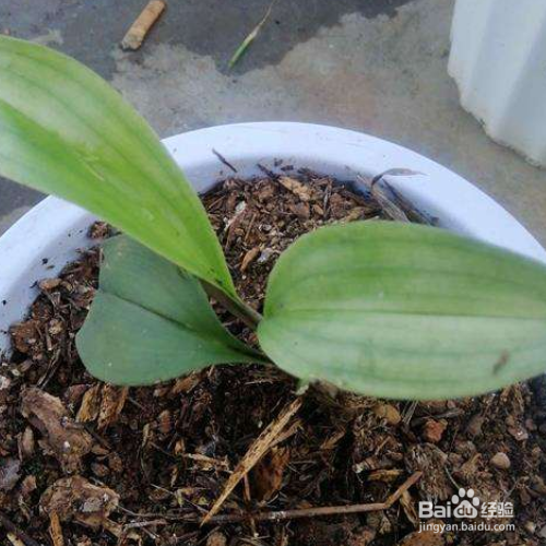 耳唇兰的养殖方法和注意事项