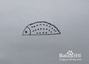 简笔画：刺猬