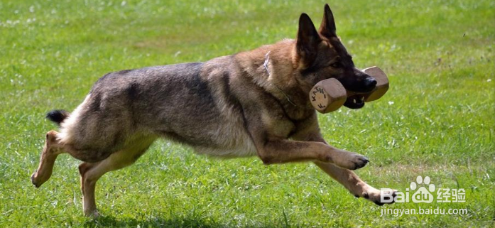 狗狗很瘦，怎么样才能让狗狗胖起来？