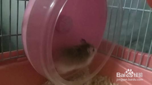 仓鼠啃笼子怎么解决