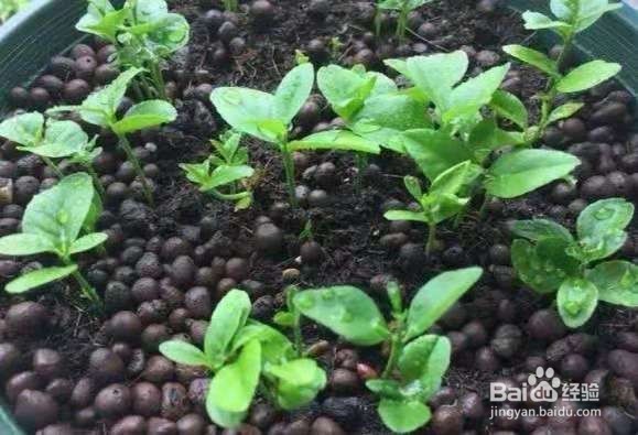 “病菌”不喜欢的“2种花”，养1盆有利于健康！