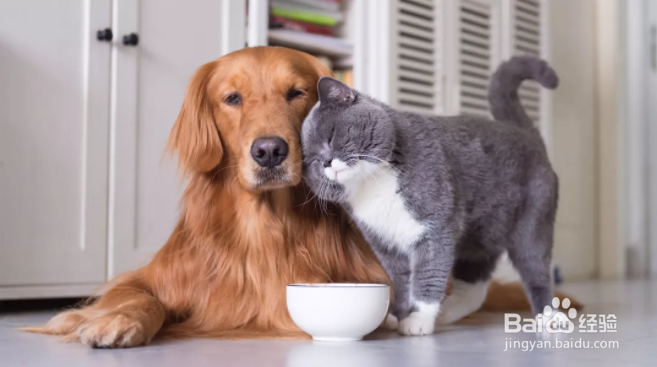 猫和狗可以混喂主粮吗？